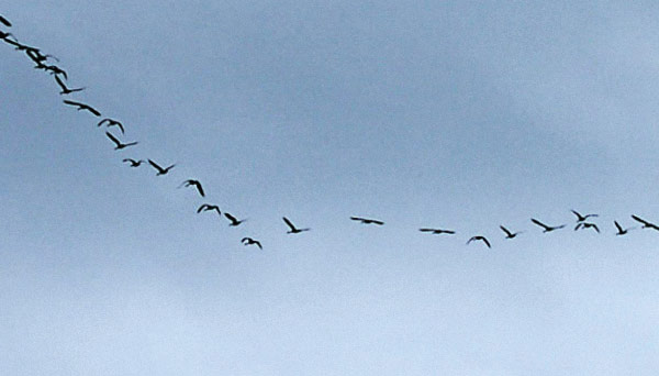 Canada Geese migrating in their characteristic "V" formation.