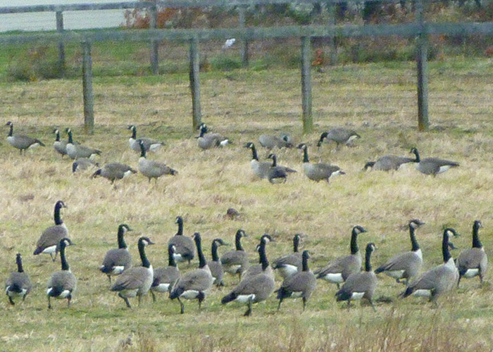 Numerous Canada geese taking over the Rutgers University agriculture fields.
