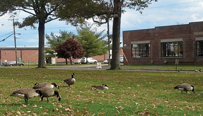 Geese enjoying their preferred bluegrass meal in an industrial area.