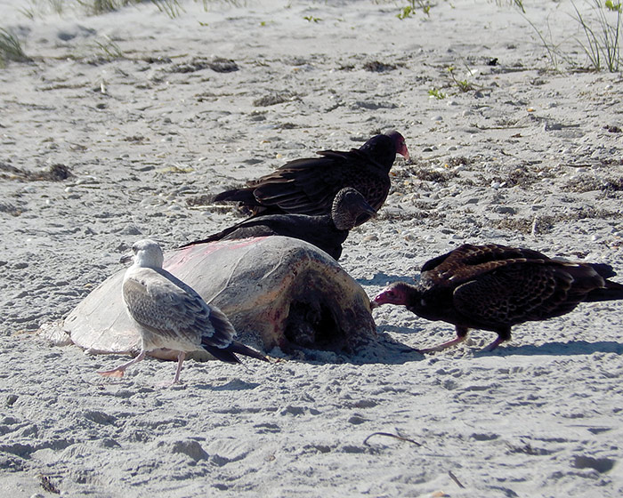 Black vultures inspecting a sea turtle carcass on a Florida beach.