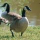 Canada Geese: The Bird Control Challenge of the Decade